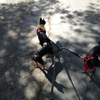 Hillcrest Park - Dogs at the park. - Parks Near Me - Fullerton, California Hillcrest Park - Dogs at the park. - Parks Near Me - Fullerton, California