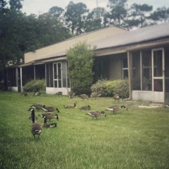 Wyndham Lakes - Geese in open areas - Assisted Living Facilities Near Me - Jacksonville, Florida Wyndham Lakes - Geese in open areas - Assisted Living Facilities Near Me - Jacksonville, Florida