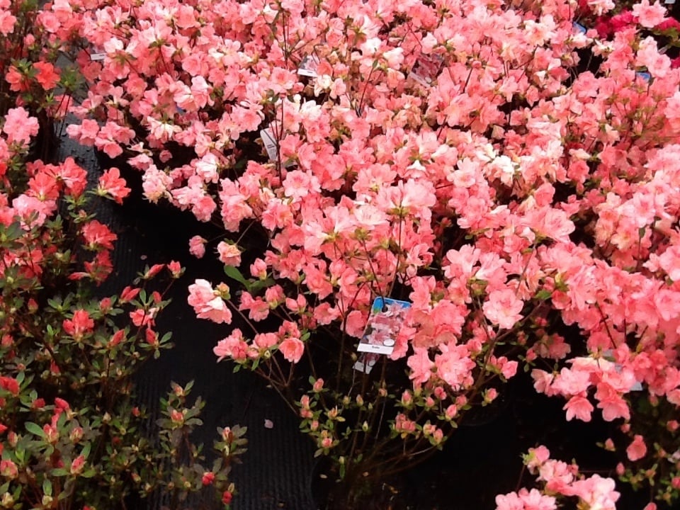 MIDSOUTH NURSERY & GREENHOUSE Updated October 2024 35 Photos