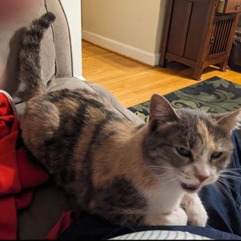 Cat Sitting by Susan - Pet Sitting Near Me - Falls Church, Virginia Cat Sitting by Susan - Pet Sitting Near Me - Falls Church, Virginia