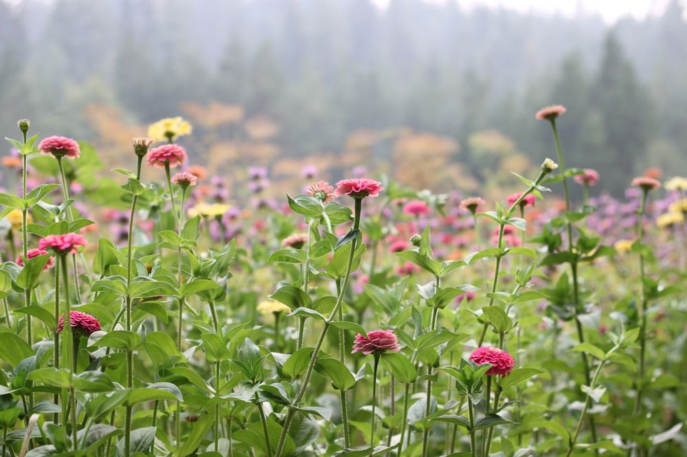 VERTGEN FARMS Updated September 2024 930 Spider Lake Road, Qualicum