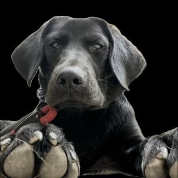 Howl N' Woof - Ziggy - Pet Training Near Me - Austin, Texas Howl N' Woof - Ziggy - Pet Training Near Me - Austin, Texas