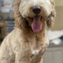 A Pet Villa - Doodle after his cut