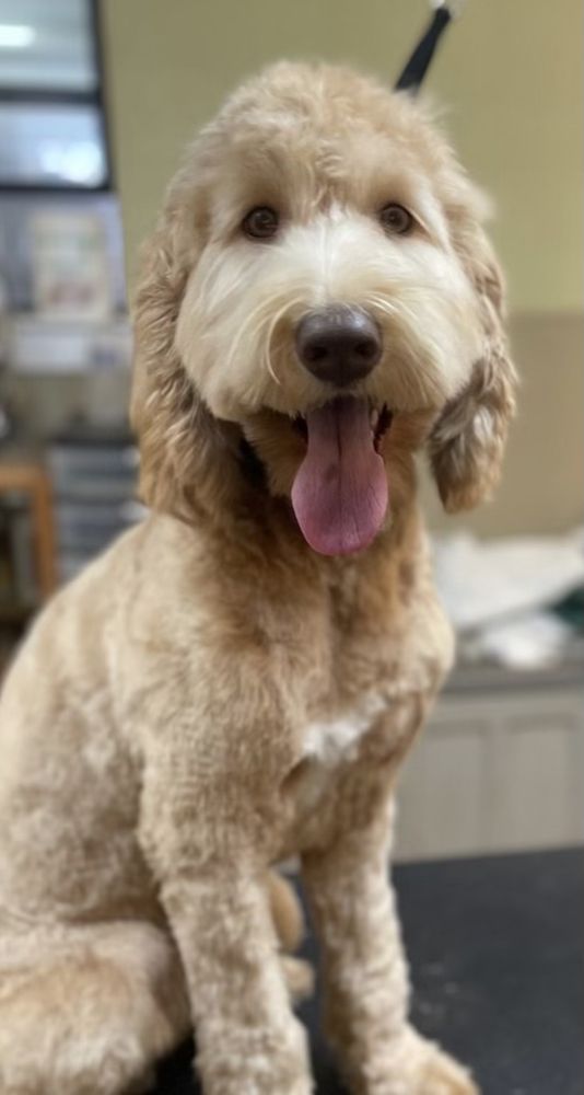 A PET VILLA Updated September 2024 259 Photos & 188 Reviews 1205 Laurelwood Rd, Santa