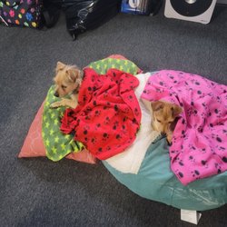 Magic Dog Land - Harley and DOG at their finest