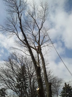 Tree Services - Call us today!