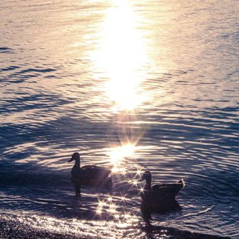 Richard Simpson Park - ducks - Parks Near Me - Arlington, Texas