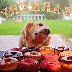 Delish Donuts