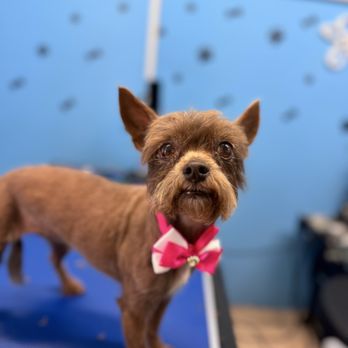 Pawfect Express Pet Spa - Grommed dog - Pet Groomers Near Me - Montebello, California Pawfect Express Pet Spa - Grommed dog - Pet Groomers Near Me - Montebello, California