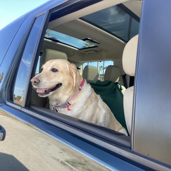 Healthy Spot - Long Beach - Pet Sitting Near Me - Long Beach, California