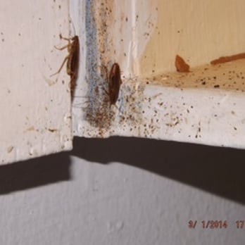 Gregory Pest Solutions - Pest Control Near Me