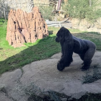 San Antonio Zoo - Zoos Near Me - San Antonio, Texas