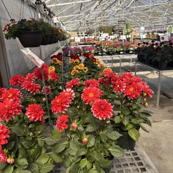 Nolt's Garden Center - Nurseries & Gardening Near Me - Lebanon, Pennsylvania Nolt's Garden Center - Nurseries & Gardening Near Me - Lebanon, Pennsylvania