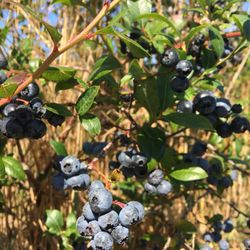 Twin Creek Ranch Blueberries - So many berries!!!!