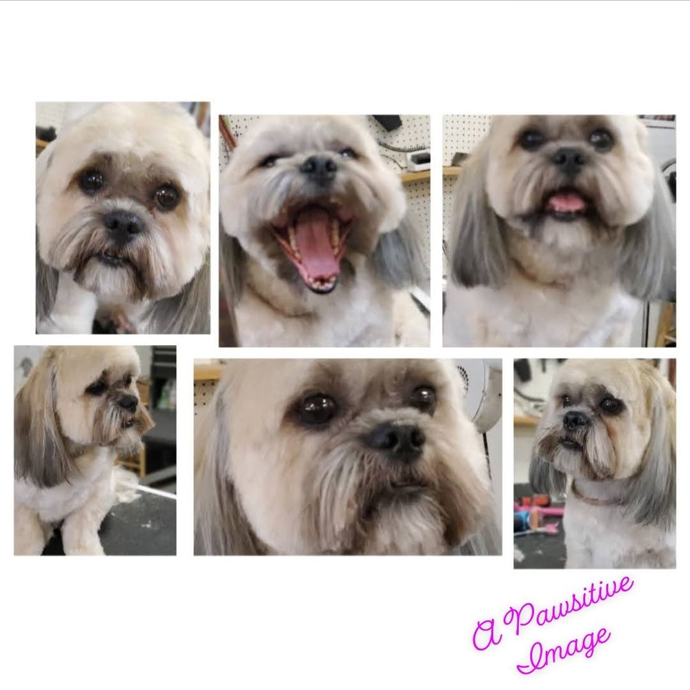 A PAWSITIVE IMAGE Updated October 2024 39 Photos & 18 Reviews 559