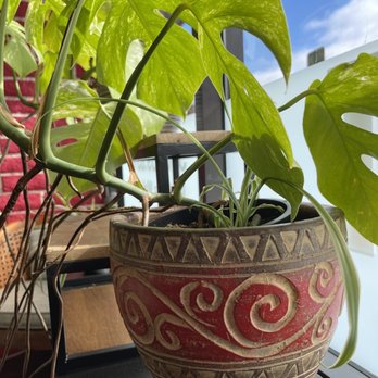 New You Salon - Plants! - Hair Salons Near Me - Albany, California New You Salon - Plants! - Hair Salons Near Me - Albany, California
