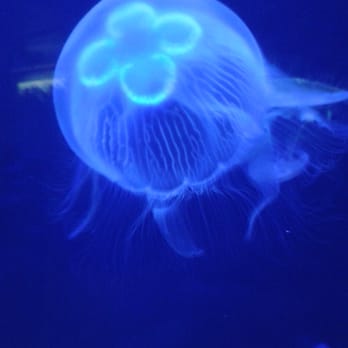 Sea Life Centre Bray - Aquariums Near Me - Bray, WW Sea Life Centre Bray - Aquariums Near Me - Bray, WW