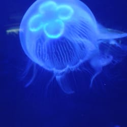 Sea Life Centre Bray
