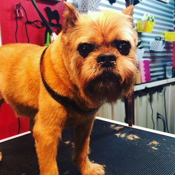 Praise the Paw - Pet Groomers Near Me - Denver, Colorado