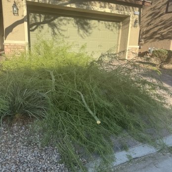 Quality Roots - Tree Services Near Me - Las Vegas, Nevada Quality Roots - Tree Services Near Me - Las Vegas, Nevada