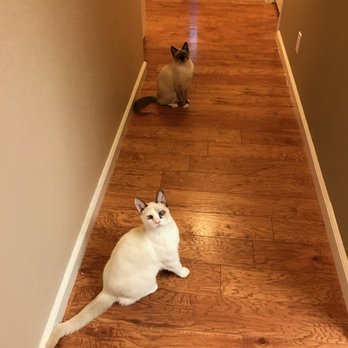 The Cat Lady Pet Sitting - Pet Sitting Near Me The Cat Lady Pet Sitting - Pet Sitting Near Me