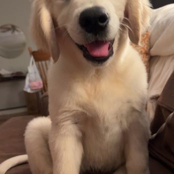 Golden Puppies - Pet Breeders Near Me - Amite City, Louisiana Golden Puppies - Pet Breeders Near Me - Amite City, Louisiana
