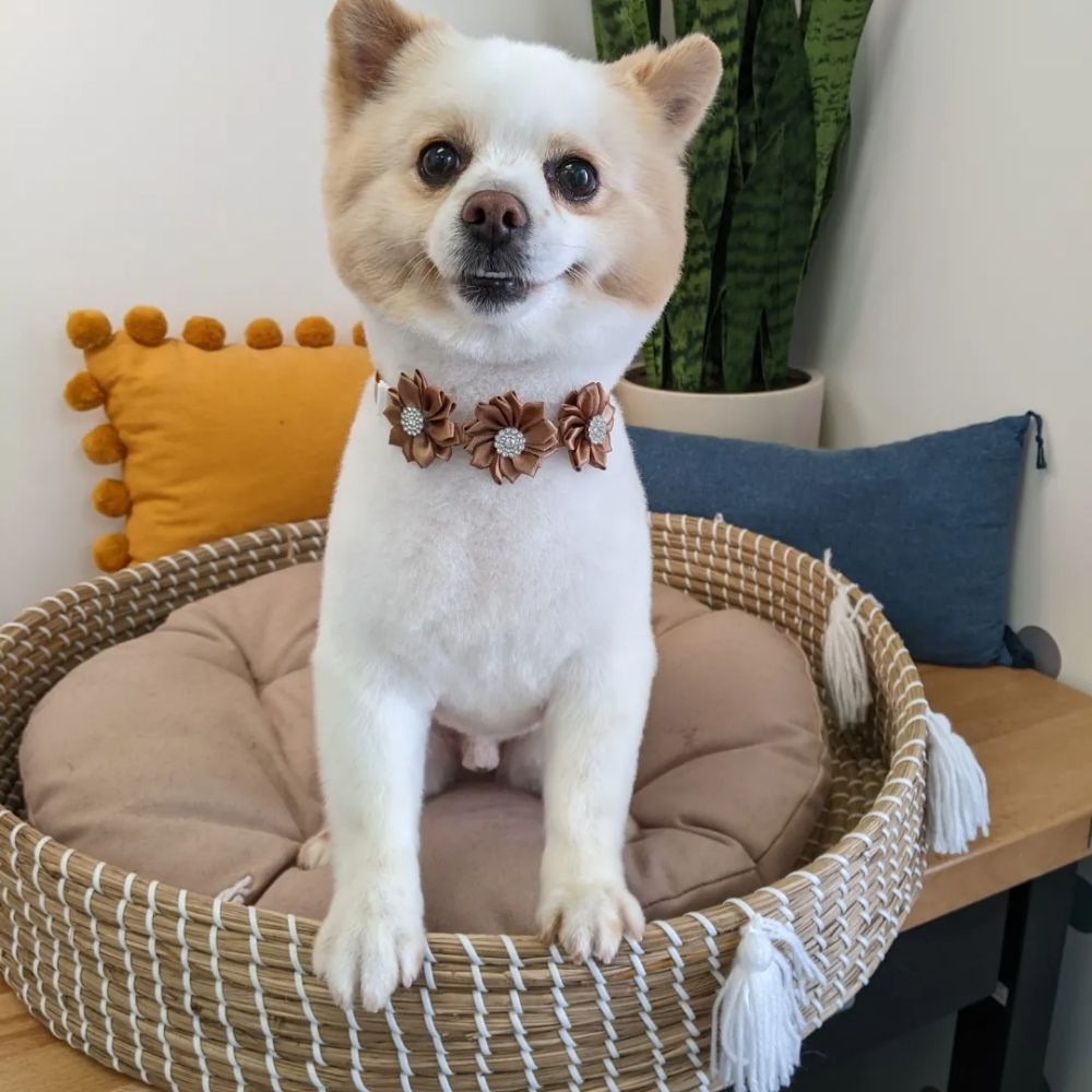 SARAH W DOG GROOMING 89 Photos 2090 Warm Springs Ct., Fremont, CA