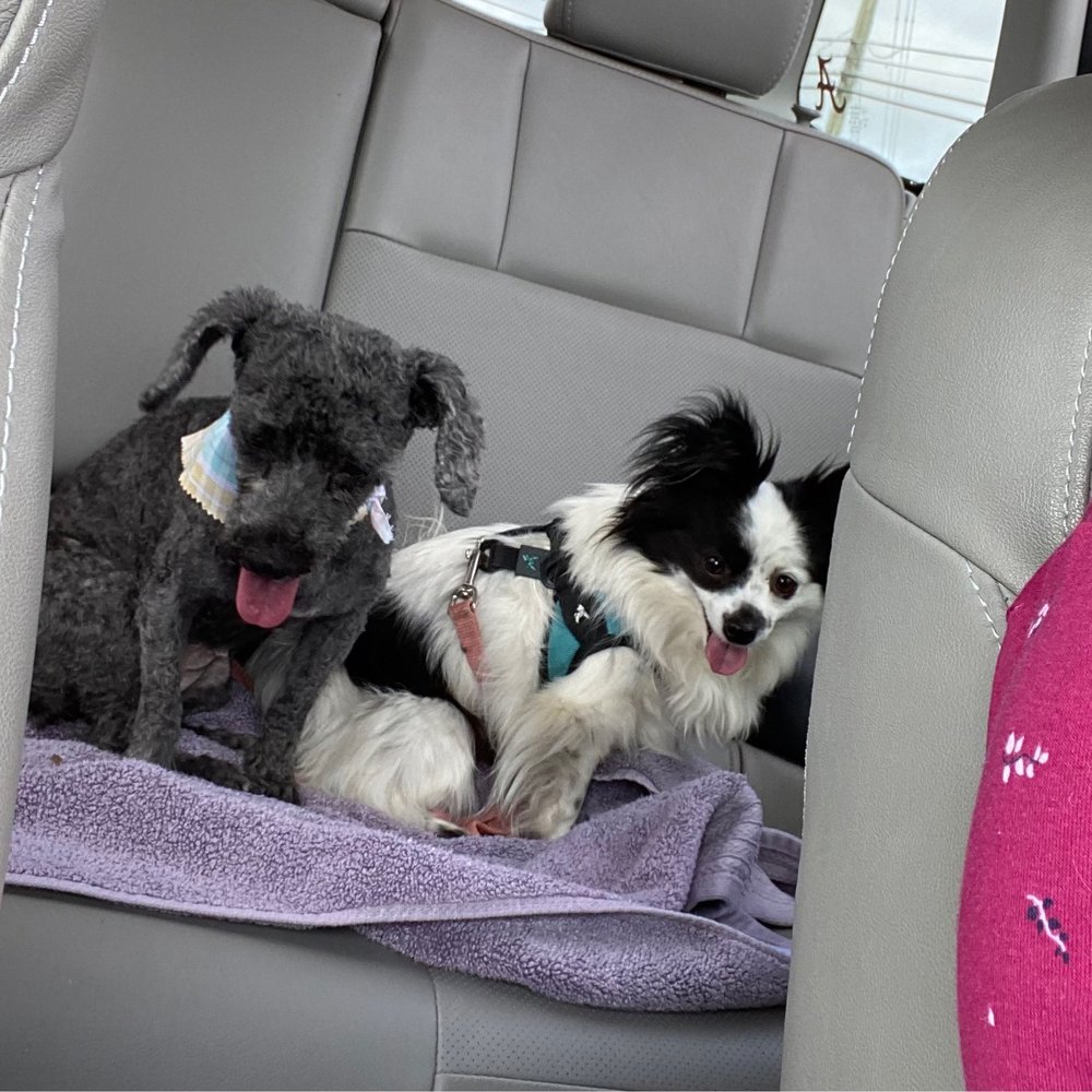 Driving home happy after getting groomed. Driving home happy after getting groomed.