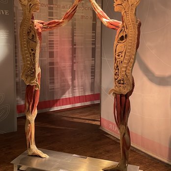 Real Bodies - Museums Near Me - Las Vegas, Nevada Real Bodies - Museums Near Me - Las Vegas, Nevada