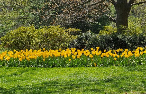 Sherwood Gardens by null