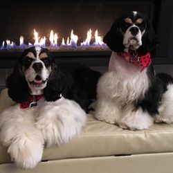 Burlington Dog Works