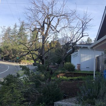 G Garcia Tree Service - After, nice and round. Only took them a few hours and they cleaned and hauled everything - Tree Services Near Me - Santa Rosa, California G Garcia Tree Service - After, nice and round. Only took them a few hours and they cleaned and hauled everything - Tree Services Near Me - Santa Rosa, California