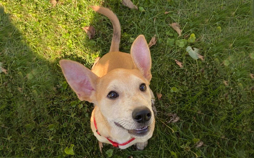 THE PUP CAMP 29 Photos & 46 Reviews Dog Walkers 1041 Maryland Rte