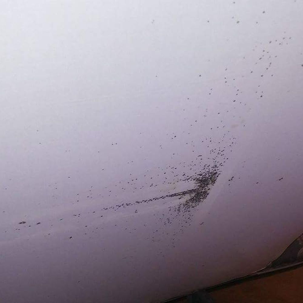 Bed Bugs All Gone - Pest Control Near Me Bed Bugs All Gone - Pest Control Near Me