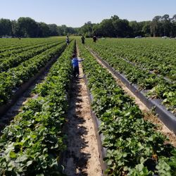 Favorite Farms
