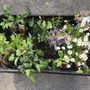 Photo of Geremia Gardens