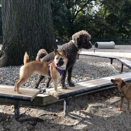Dogs in the park