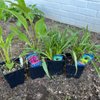 Baker's Acres Greenhouse gift card