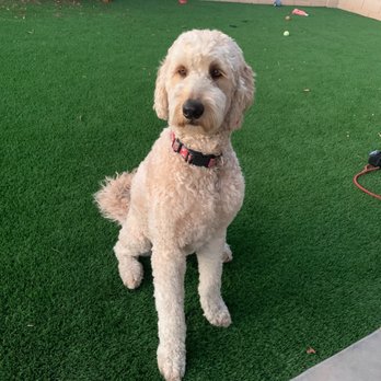 Chassy’s Classy Canines - Pet Groomers Near Me - Gilbert, Arizona Chassy’s Classy Canines - Pet Groomers Near Me - Gilbert, Arizona