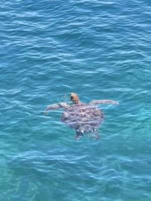 Green Island Resort by null