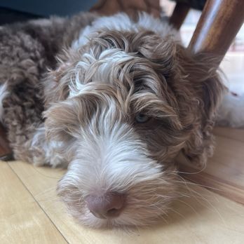 Cloud Nine Doodles - Pet Breeders Near Me