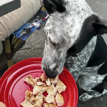 Abalonetti Bar and Grill - Dog eating from the frisbee they give - Italian Near Me - Monterey, California