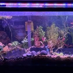 Wow Fish & Pets