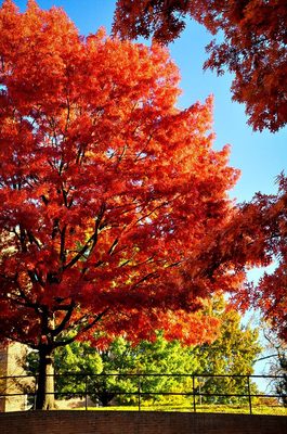 SERVICE WITHIN 14 DAYS - Tree removal, tree trimming or view Clearing, and brush clean up all at an affordable price.