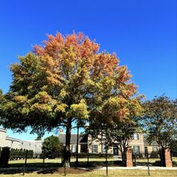 The University of Alabama