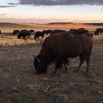 Zion Mountain Ranch - Buffalos are a main attraction - Guest Houses Near Me - Mount Carmel, Utah Zion Mountain Ranch - Buffalos are a main attraction - Guest Houses Near Me - Mount Carmel, Utah