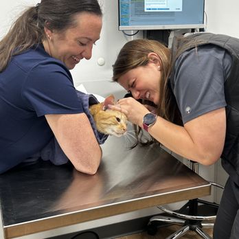Animal Dermatology Clinic - Veterinarians Near Me - Wayne, New Jersey Animal Dermatology Clinic - Veterinarians Near Me - Wayne, New Jersey