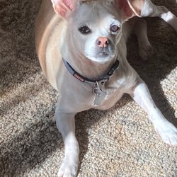 Camp Cammie - Buddy sun bathing