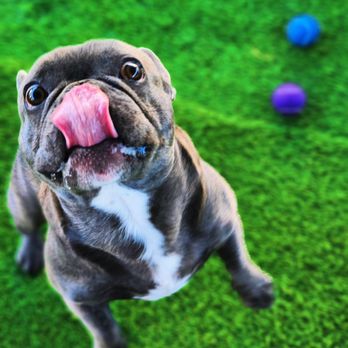 Pawsitive Care - Pet Boarding Near Me - Manvel, Texas Pawsitive Care - Pet Boarding Near Me - Manvel, Texas