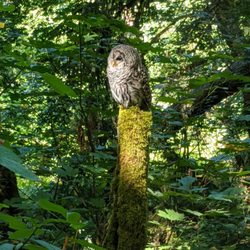 Milton Interurban Trail - A Barred Owl from the trail